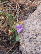 Sivun Dyschoriste decumbens (A. Gray) Kuntze kuva