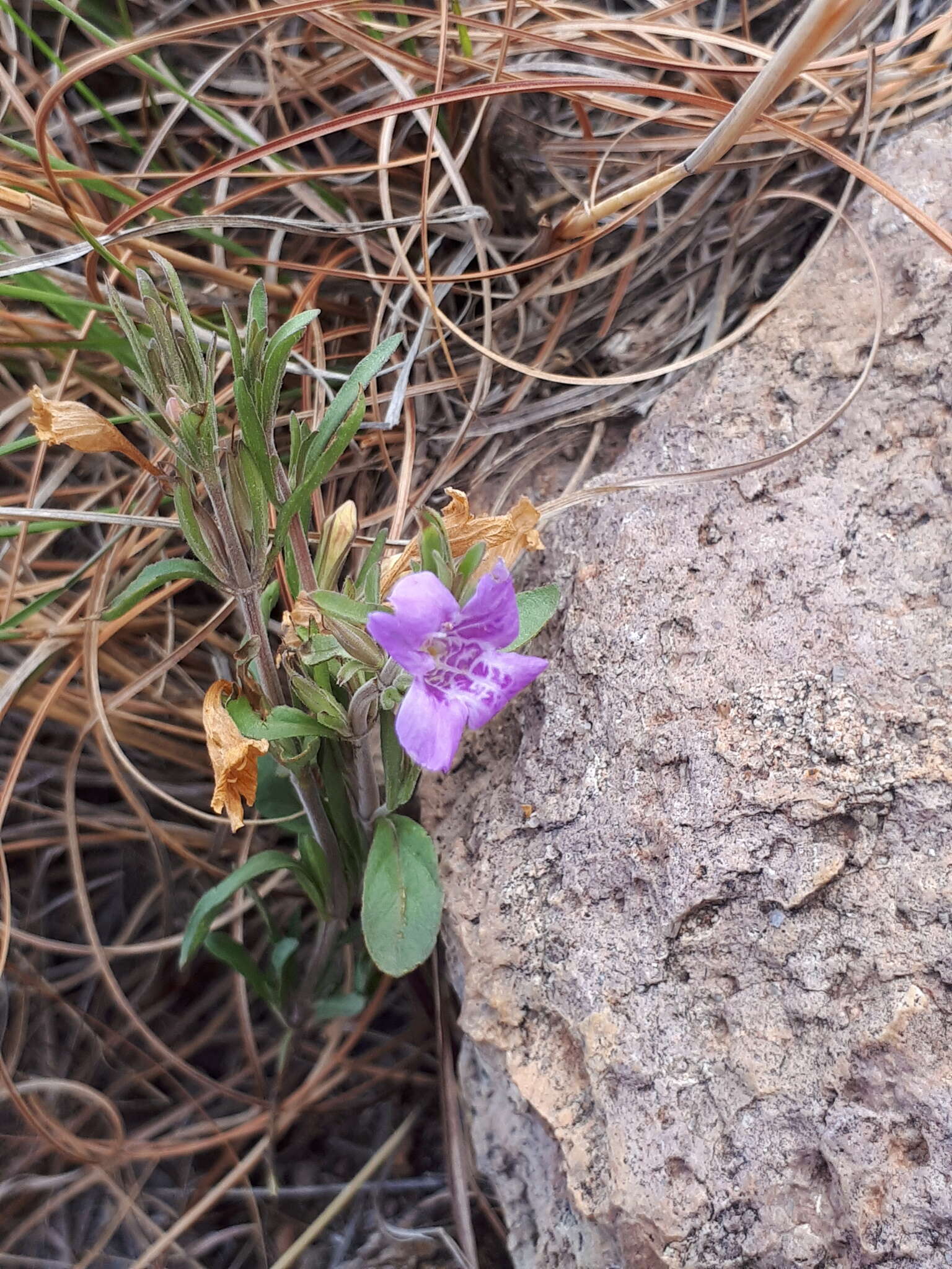 Sivun Dyschoriste decumbens (A. Gray) Kuntze kuva