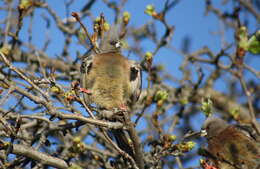 Image of White-backed Mousebird