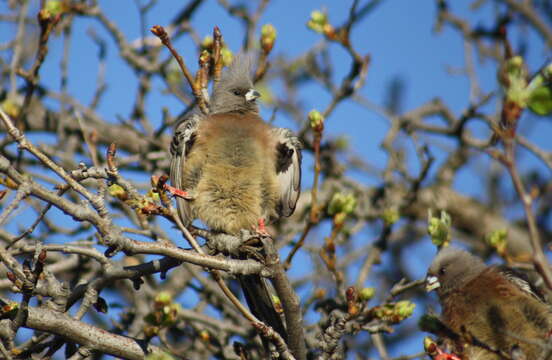 Image of White-backed Mousebird