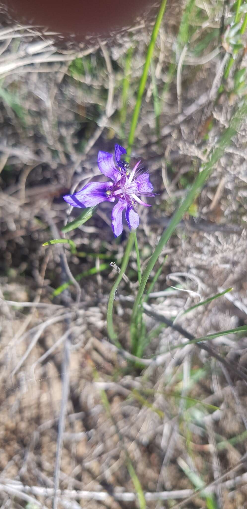 Image of Moraea lugubris (Salisb.) Goldblatt