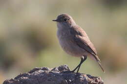 Image of Sickle-winged Chat