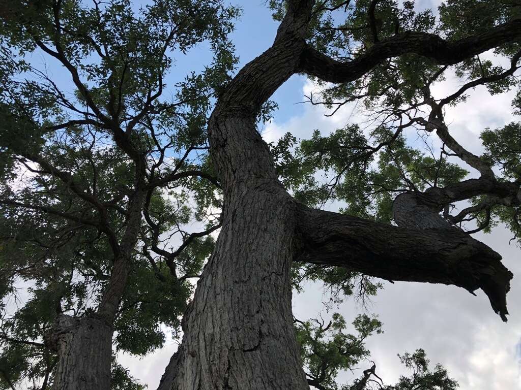 Image de Angophora subvelutina F. Müll.