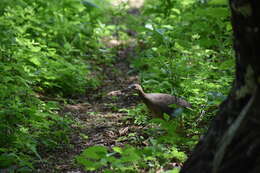 Image of Eastern Thicket Tinamou