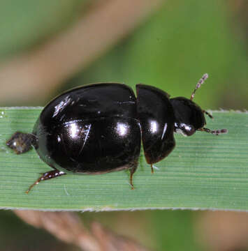 Слика од Coelostoma (Coelostoma) orbiculare (Fabricius 1775)