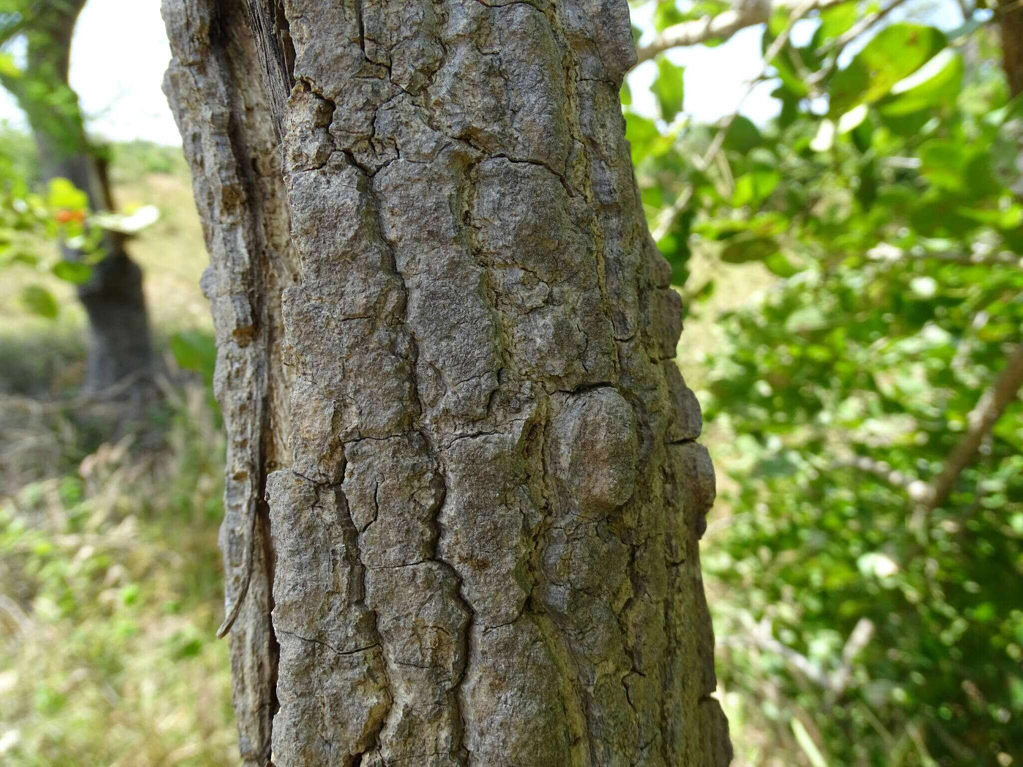 Image of Erythrina senegalensis DC.