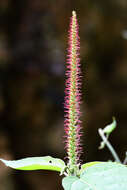 Image of Acalypha stricta Poepp.