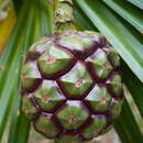 Image of Pandanus heterocarpus Balf. fil.