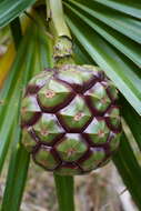 Image of Pandanus heterocarpus Balf. fil.