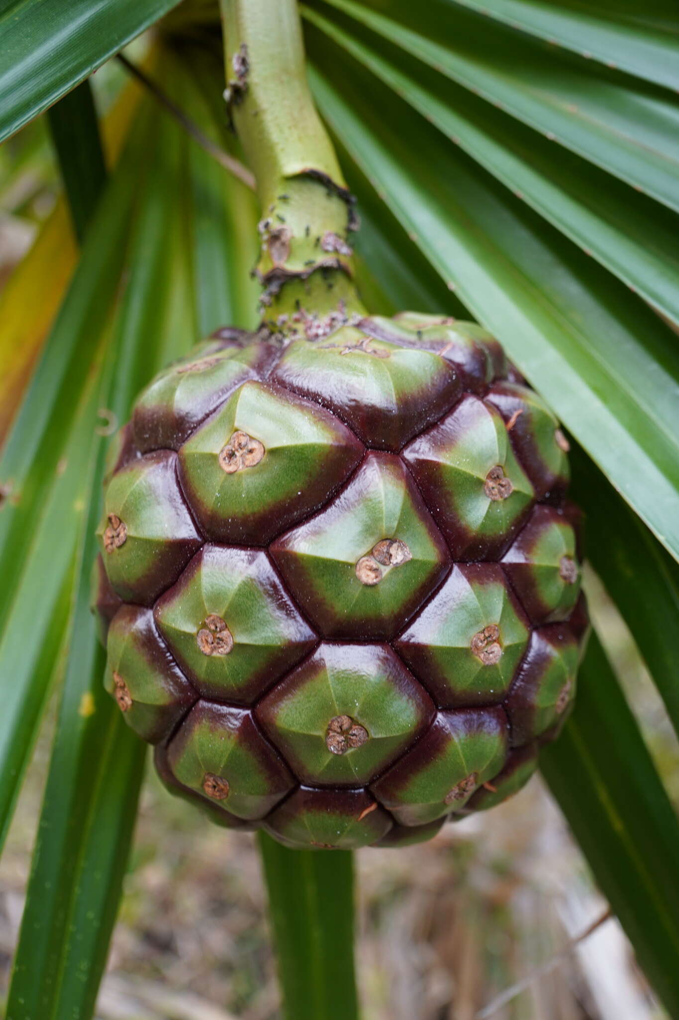 Image of Pandanus heterocarpus Balf. fil.