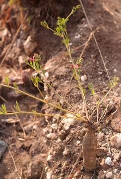 Imagem de Indigofera hilaris Eckl. & Zeyh.