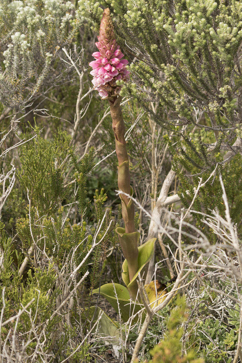 صورة Satyrium carneum (Aiton) Sims