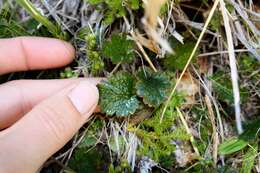 Image of Geum uniflorum J. Buch.