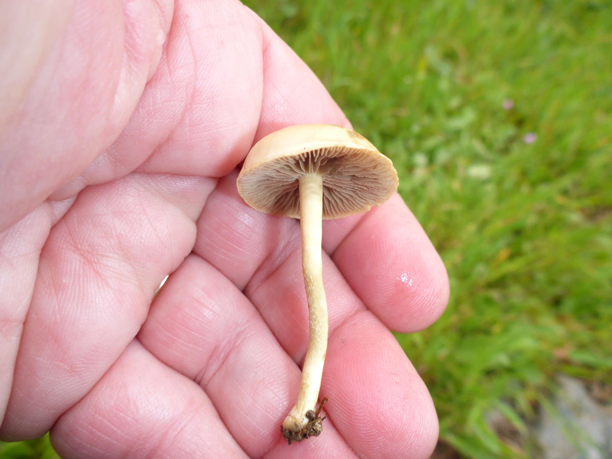 Image of Agrocybe pediades (Fr.) Fayod 1889