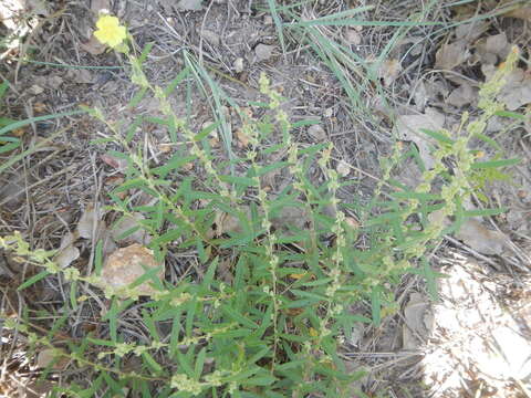 Image of Crocanthemum rosmarinifolium (Pursh) Janchen