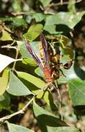 Image of Polistes mexicanus Bequard 1940