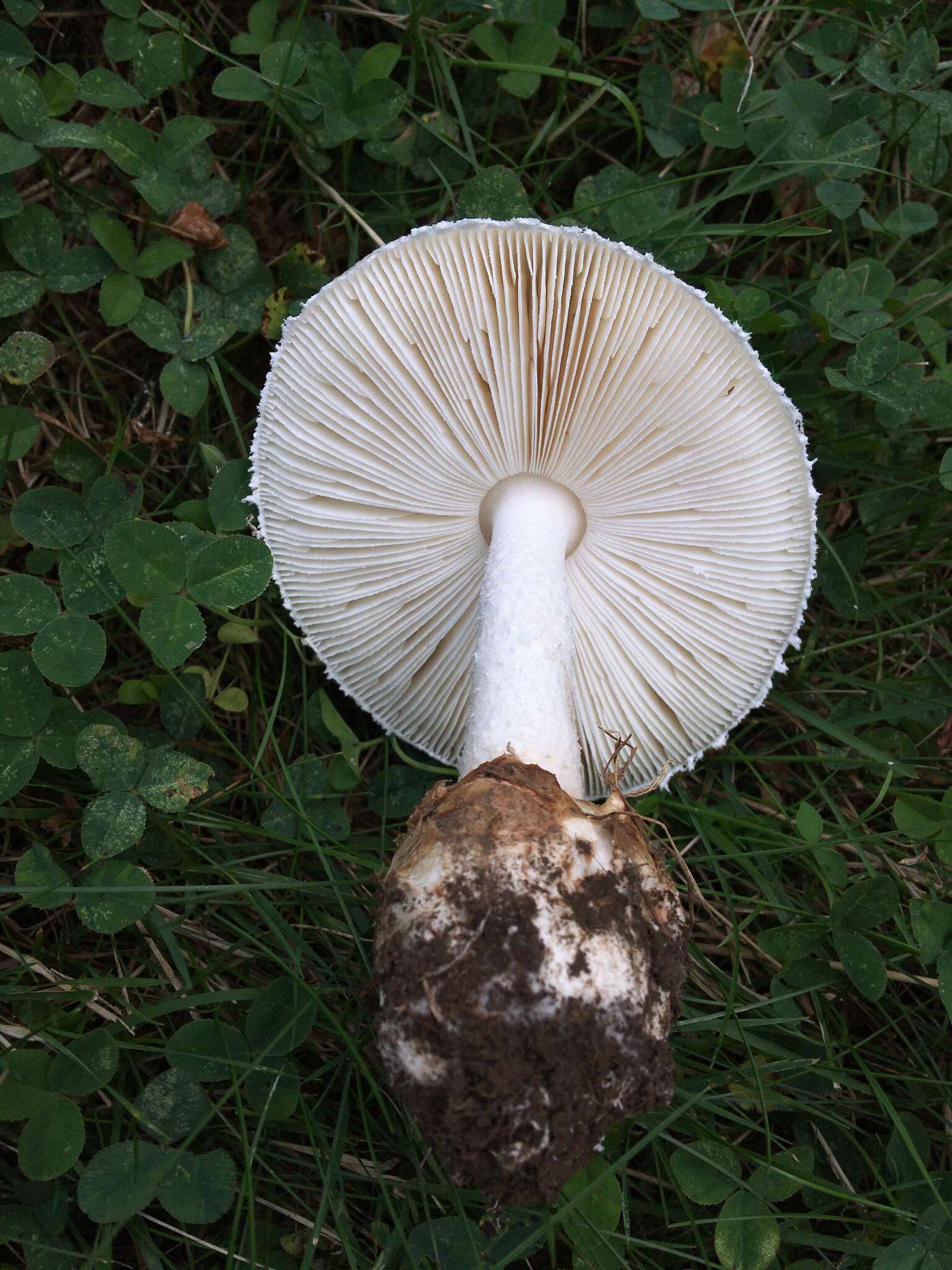 Image of Amanita peckiana Kauffman 1913