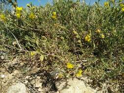 Image of Helianthemum stipulatum (Forsk.) C. Chr.