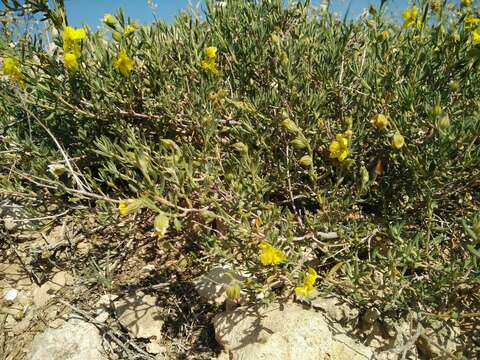 Image of Helianthemum stipulatum (Forsk.) C. Chr.