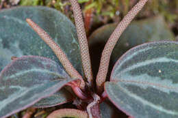 Image of Peperomia trinervis Ruiz & Pav.