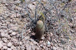 Image of Echinopsis lateritia Gürke