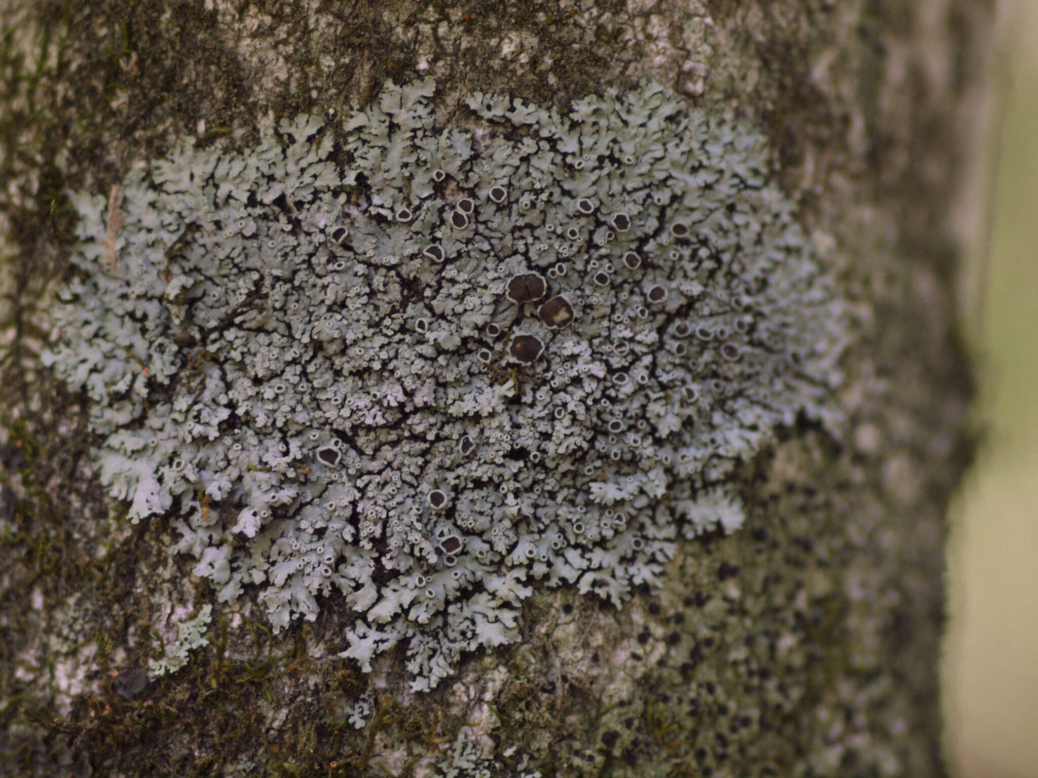 Image de Phaeophyscia ciliata (Hoffm.) Moberg