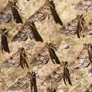 Image of Ocalaria cohabita Kitching 1988