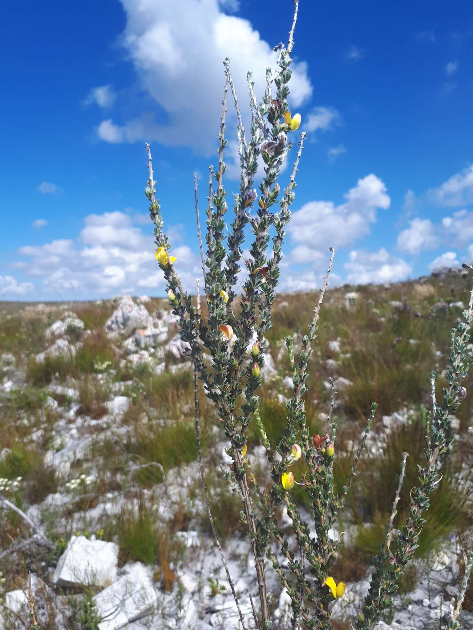 Imagem de Aspalathus oblongifolia R. Dahlgren