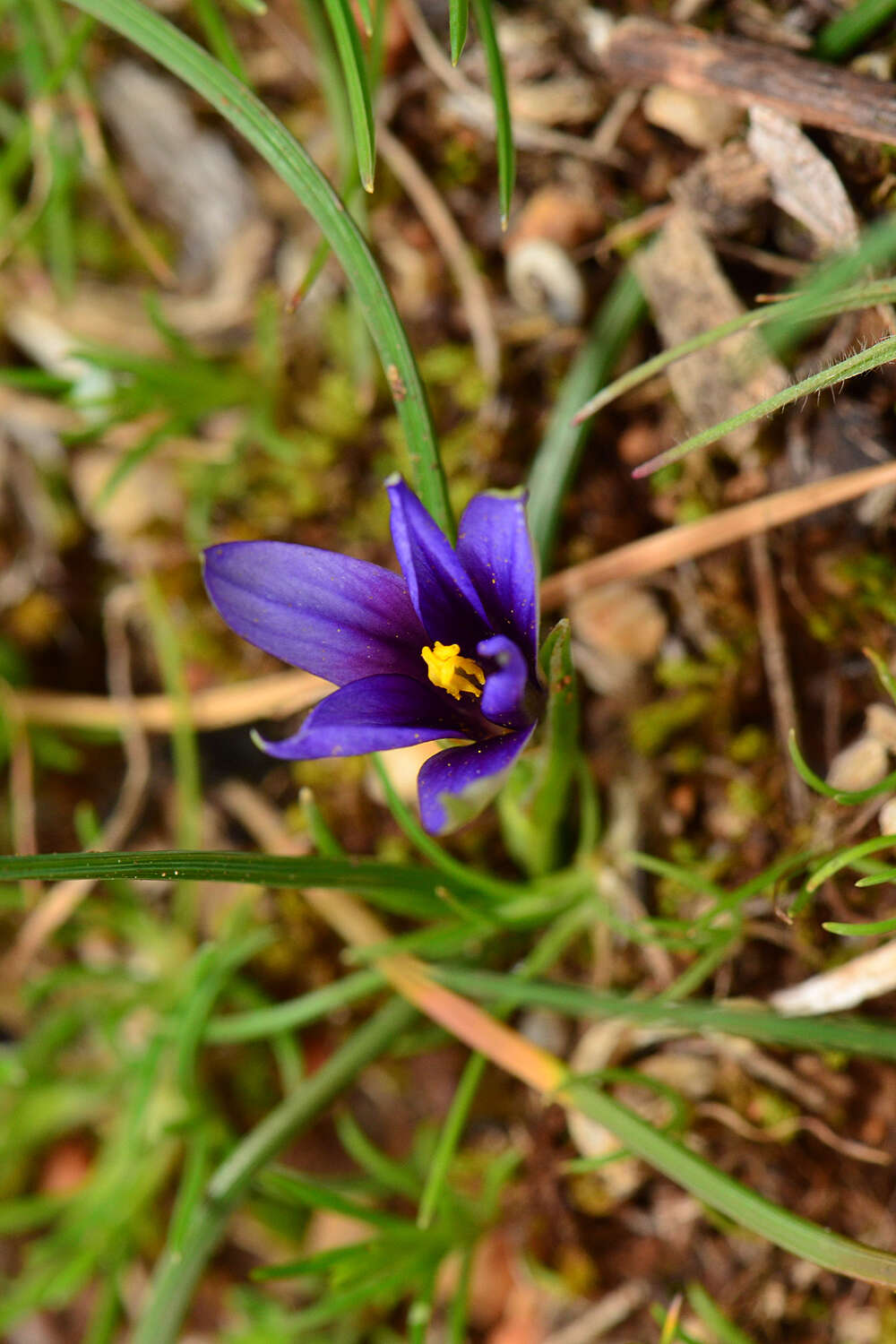 Sivun Romulea linaresii subsp. graeca Bég. kuva