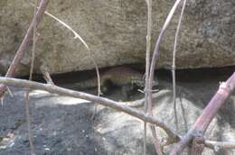 Image of Hunsaker's Spiny Lizard