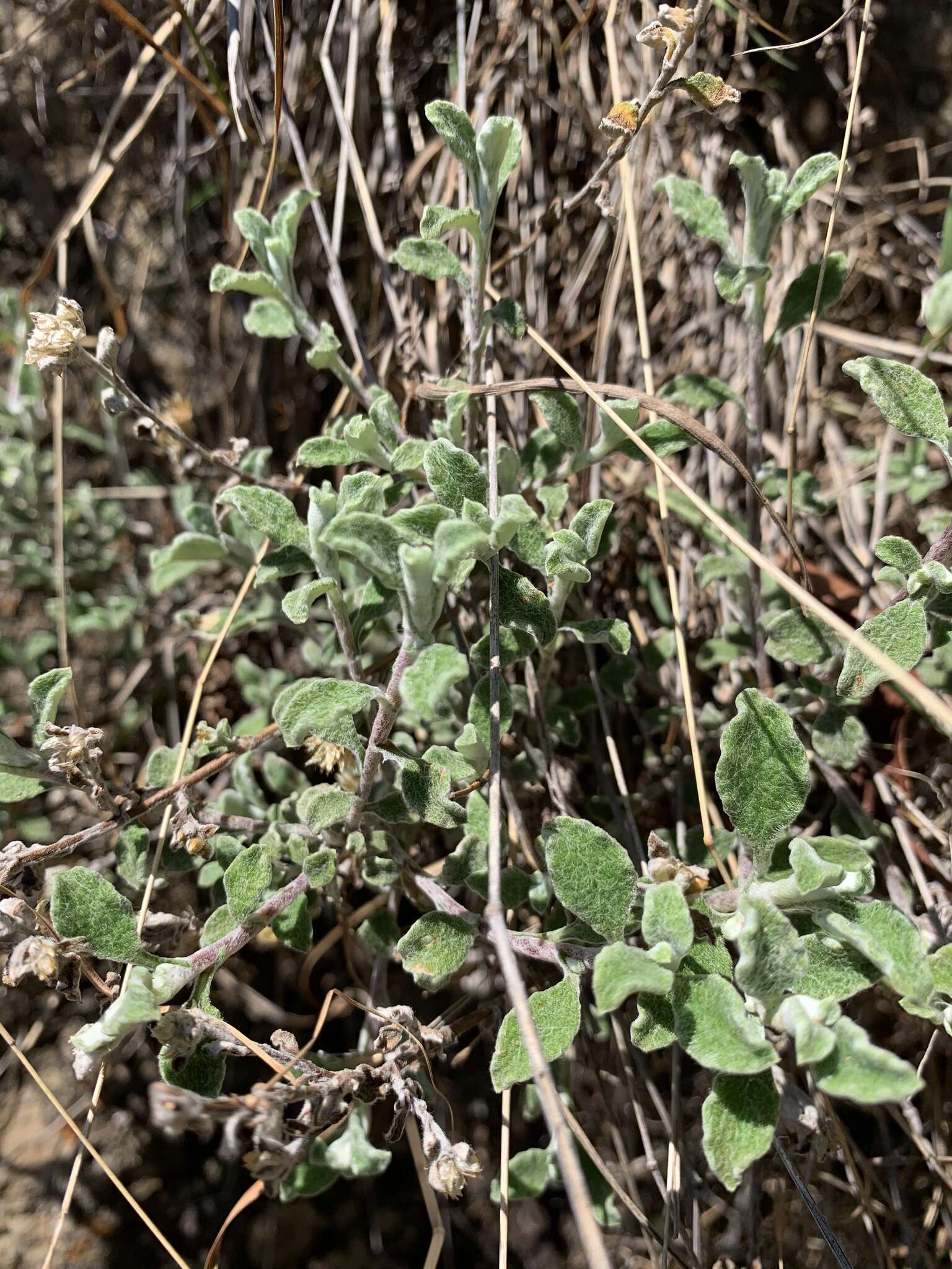 Слика од Helichrysum lepidissimum S. Moore