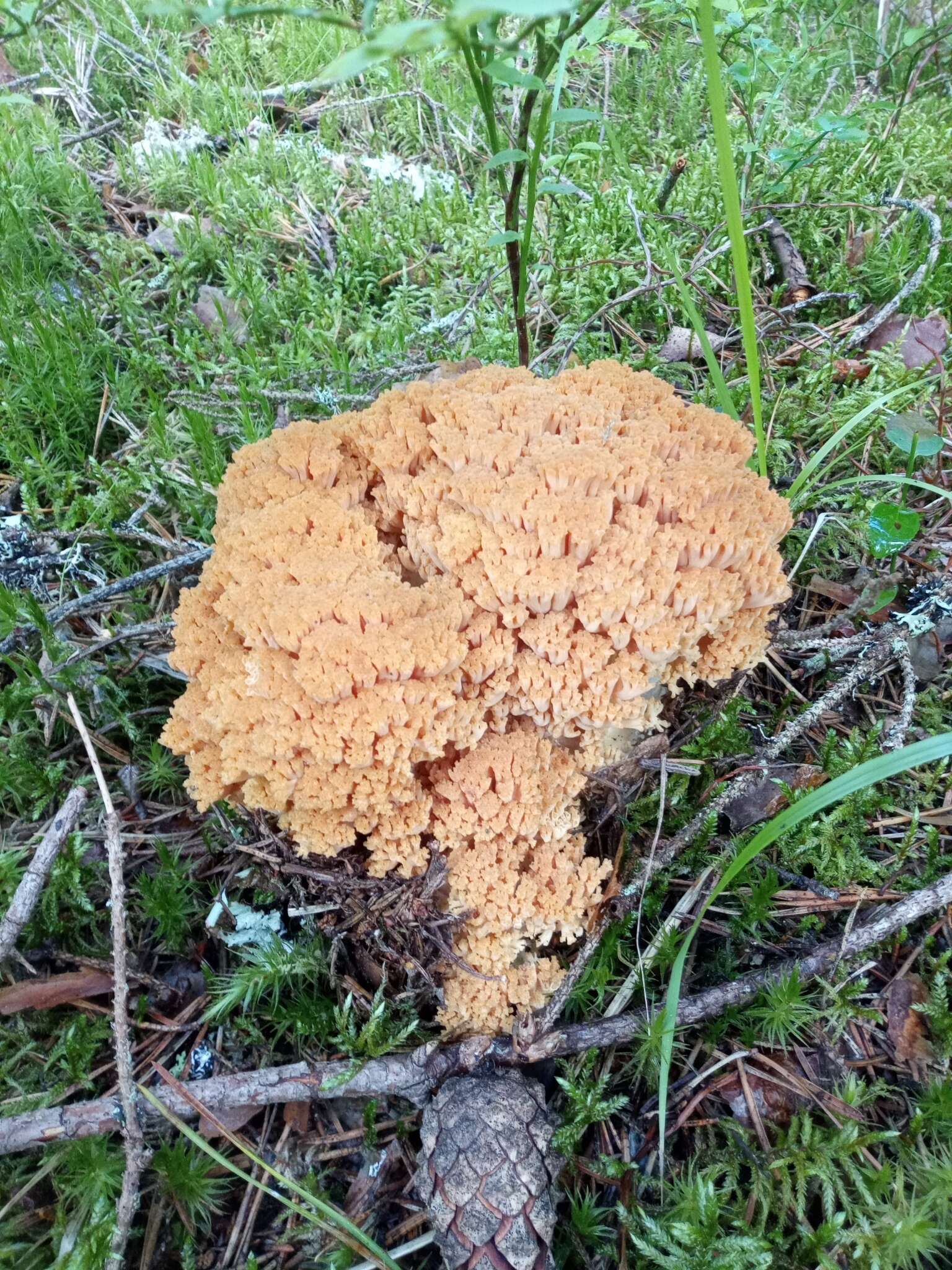 Image of Ramaria boreimaxima Kytöv. & Toivonen 2014