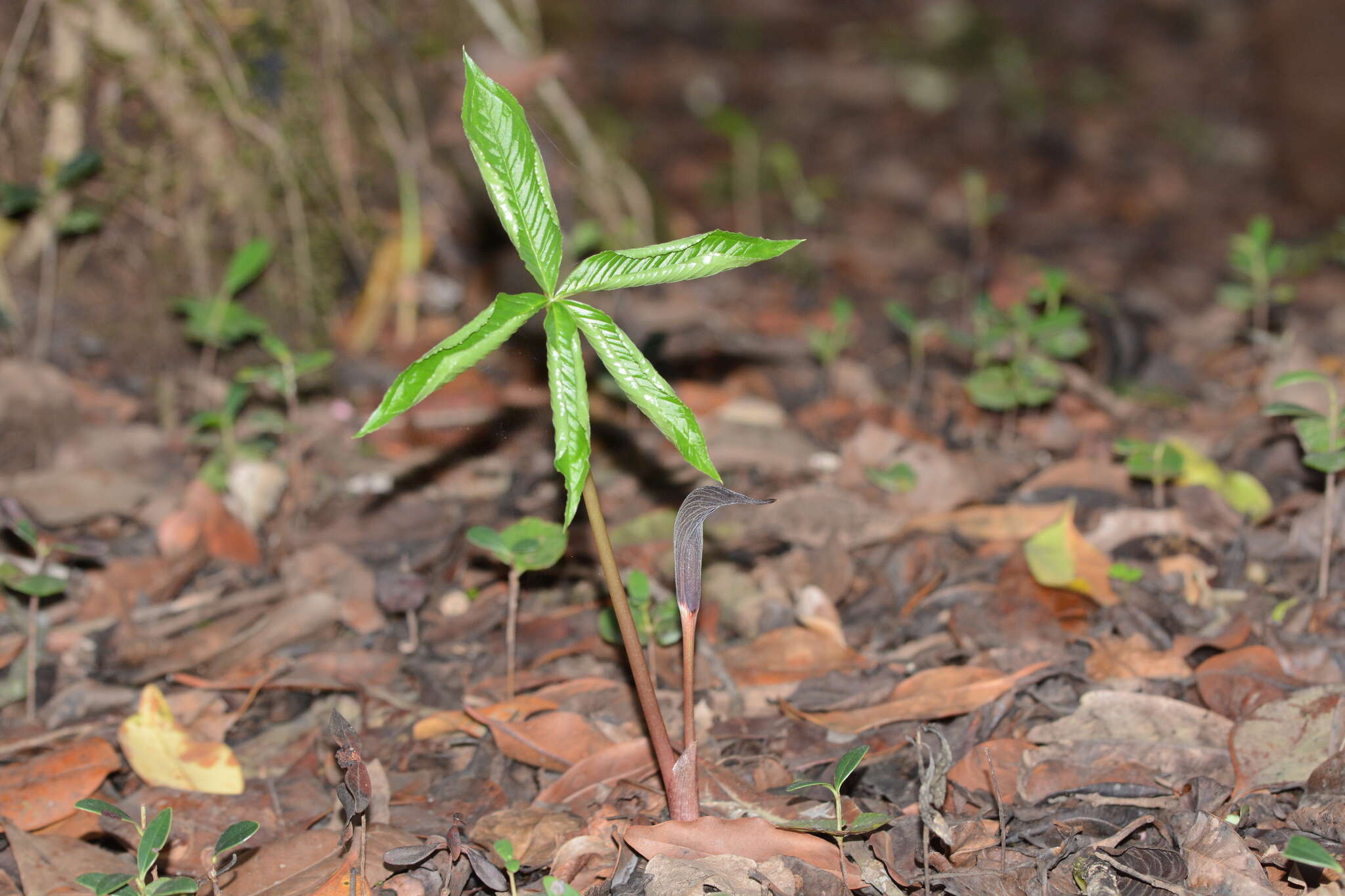 Arisaema murrayi var. sahyadricum (S. R. Yadav, K. S. Patil & Bachulkar) M. R. Almeida的圖片