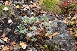 Image of Artemisia lagocephala (Fischer ex Bess.) DC.