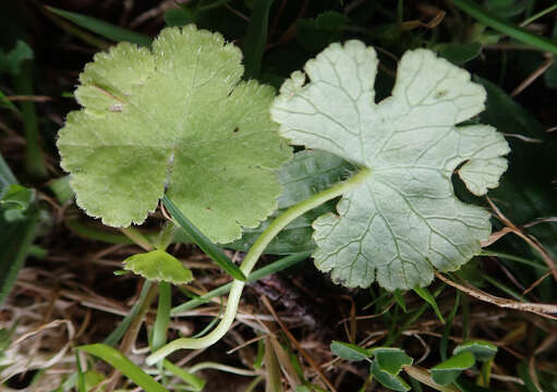 Imagem de Hydrocotyle novae-zealandiae DC.