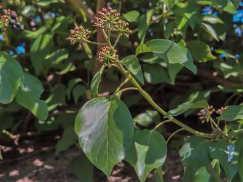 Image of Hedera helix f. helix