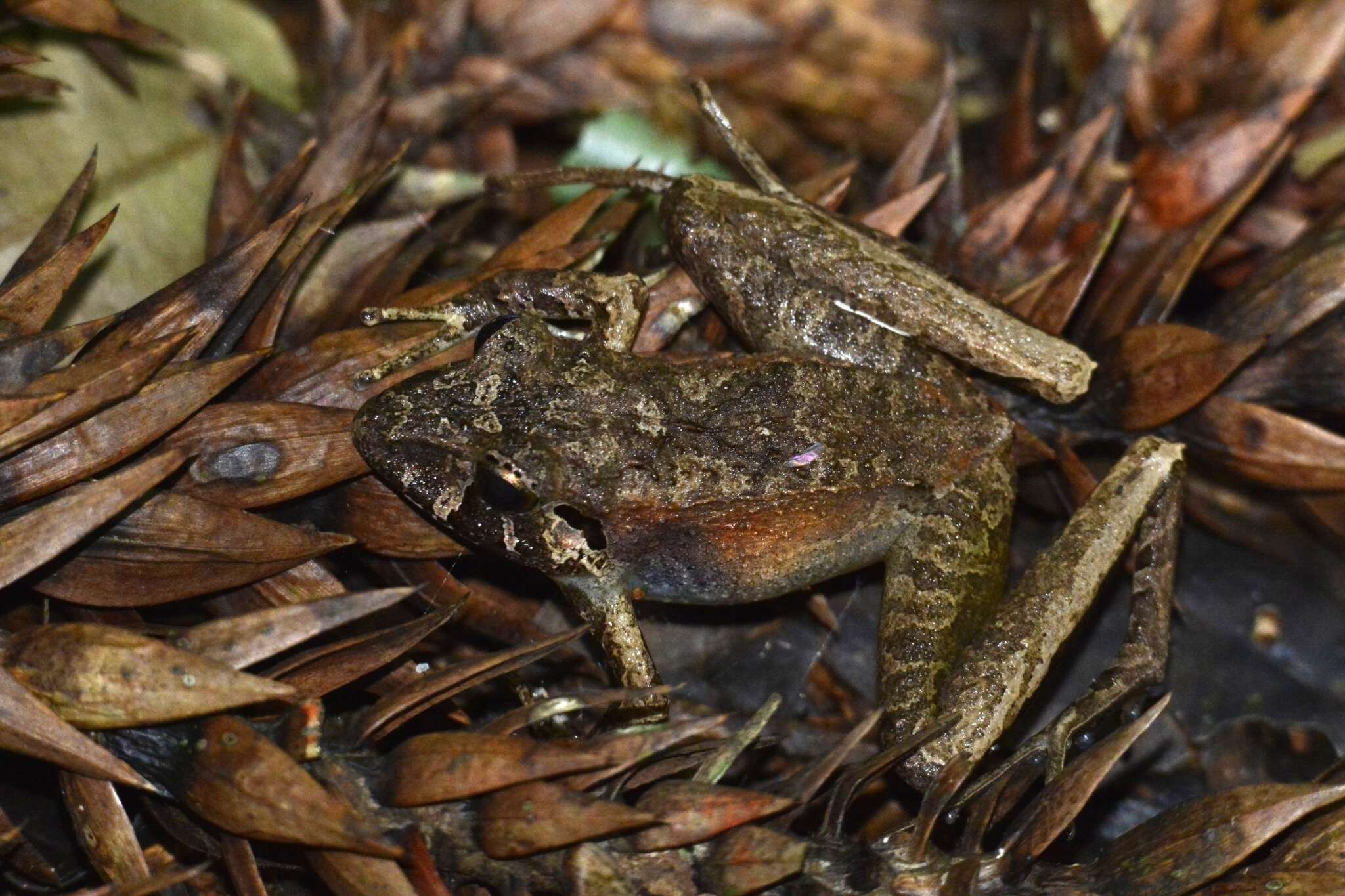 Image of Ischnocnema henselii (Peters 1870)