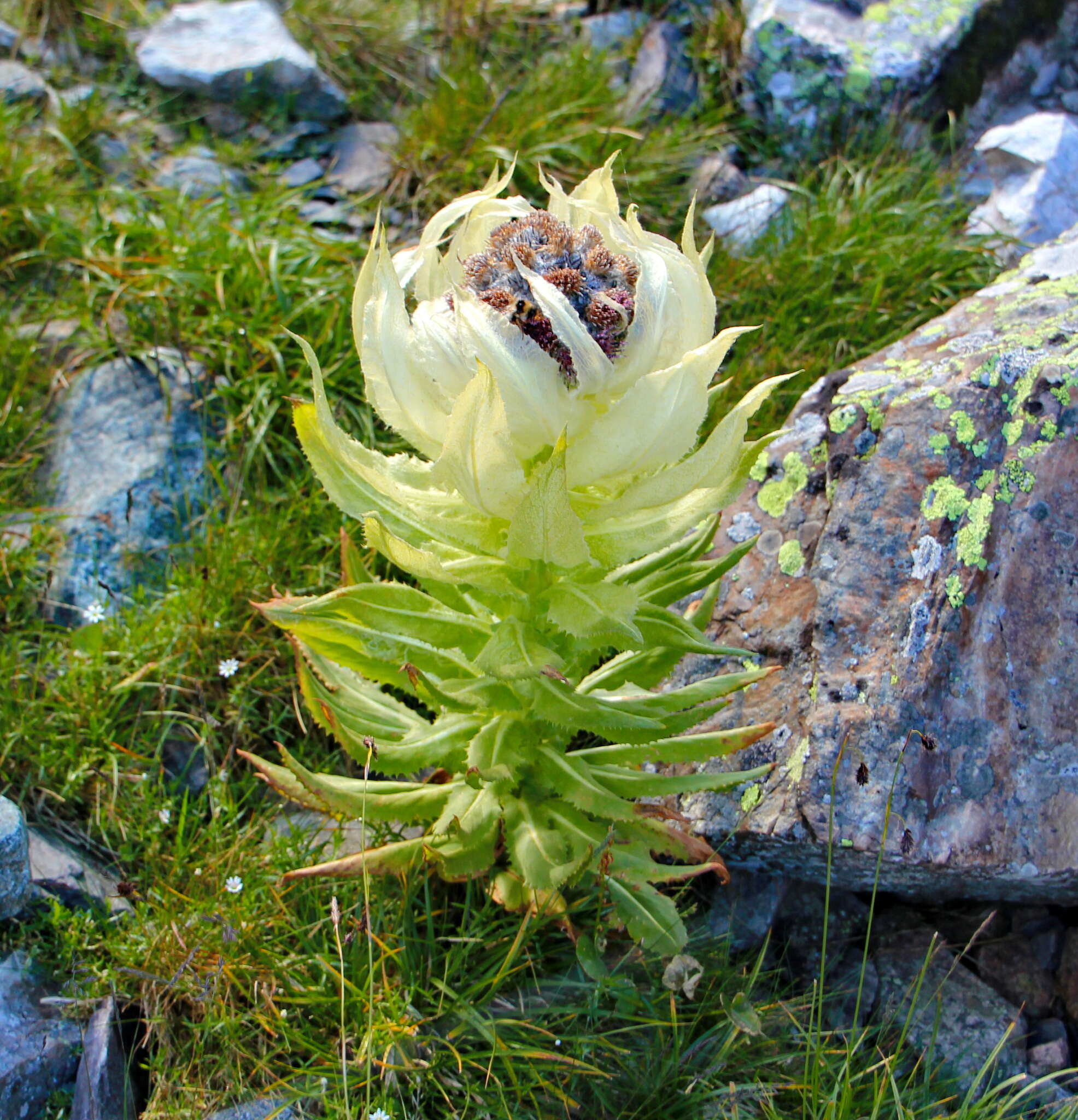 Image de Saussurea orgaadayi V. M. Khanminchun & I. M. Krasnoborov