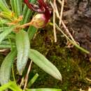 Imagem de Ceropegia jainii M. Y. Ansari & B. G. Kulkarni