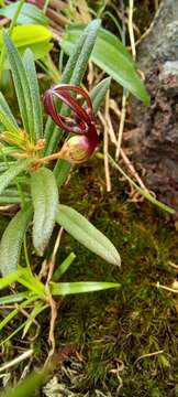 Image de Ceropegia jainii M. Y. Ansari & B. G. Kulkarni