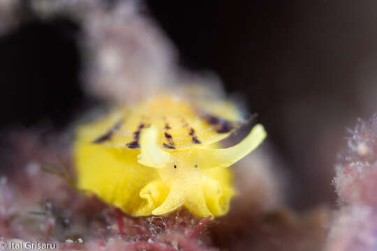 Image of yellow tylodina