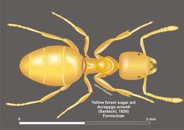 صورة Acropyga arnoldi Santschi 1926