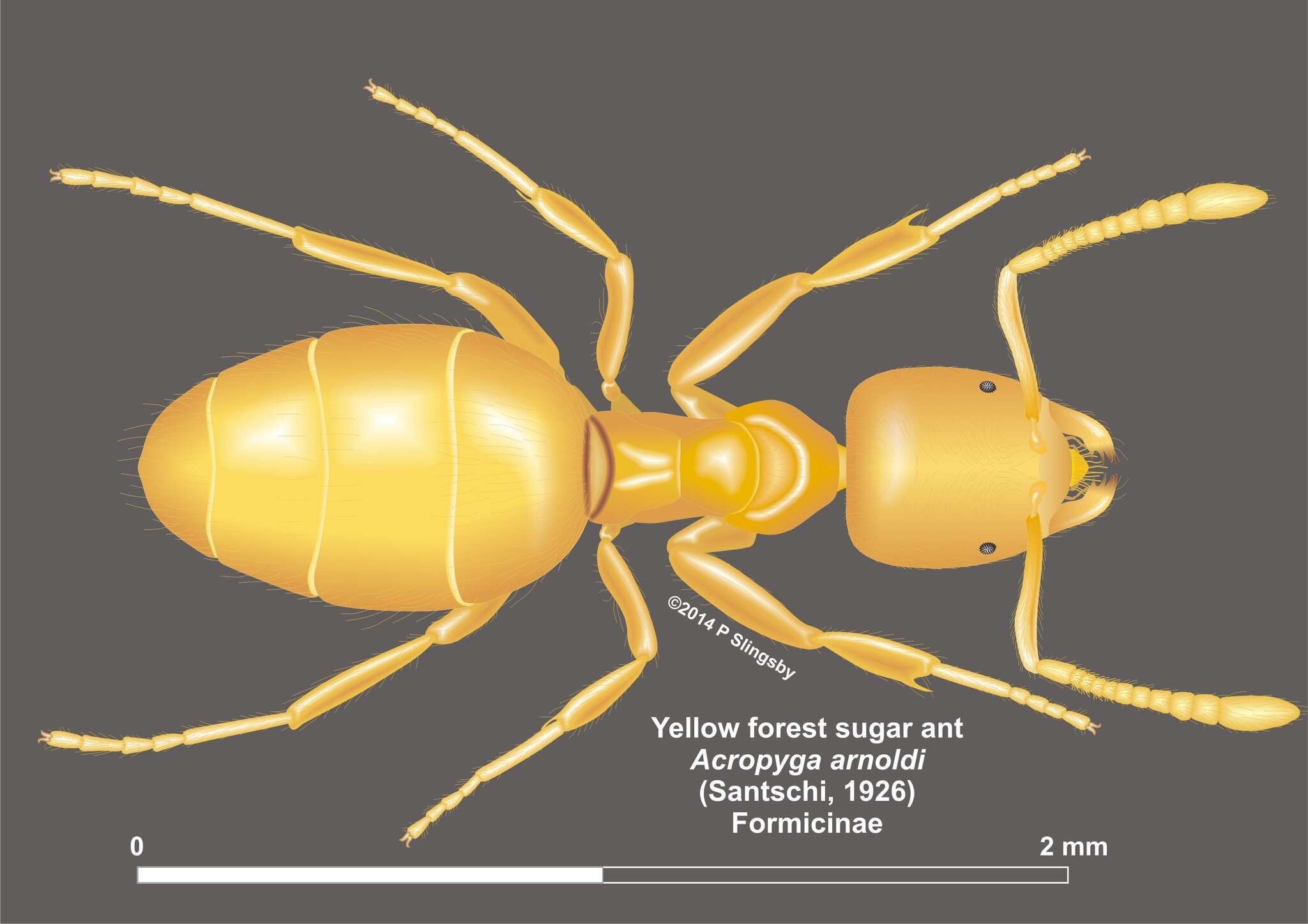 صورة Acropyga arnoldi Santschi 1926