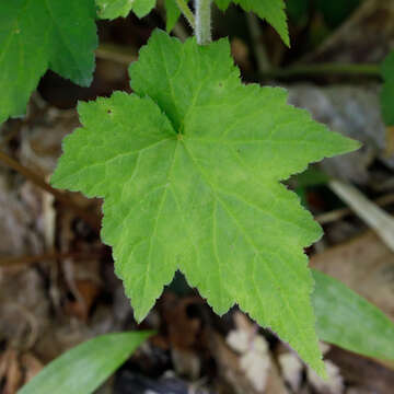 Image of Tiarella nautila G. L. Nesom