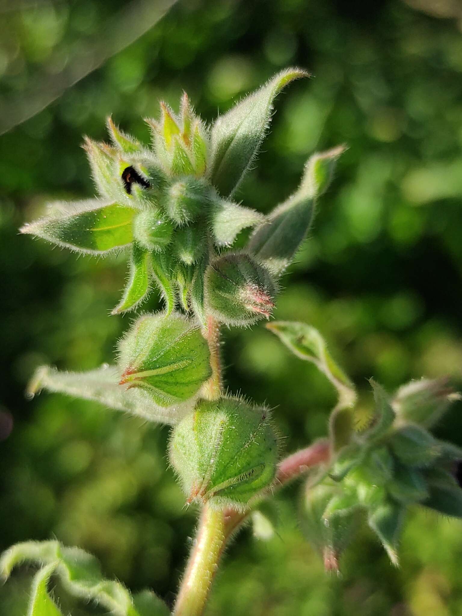 Nonea vesicaria (L.) Rchb.的圖片