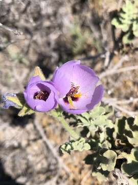 Imagem de Cristaria glaucophylla Cav.