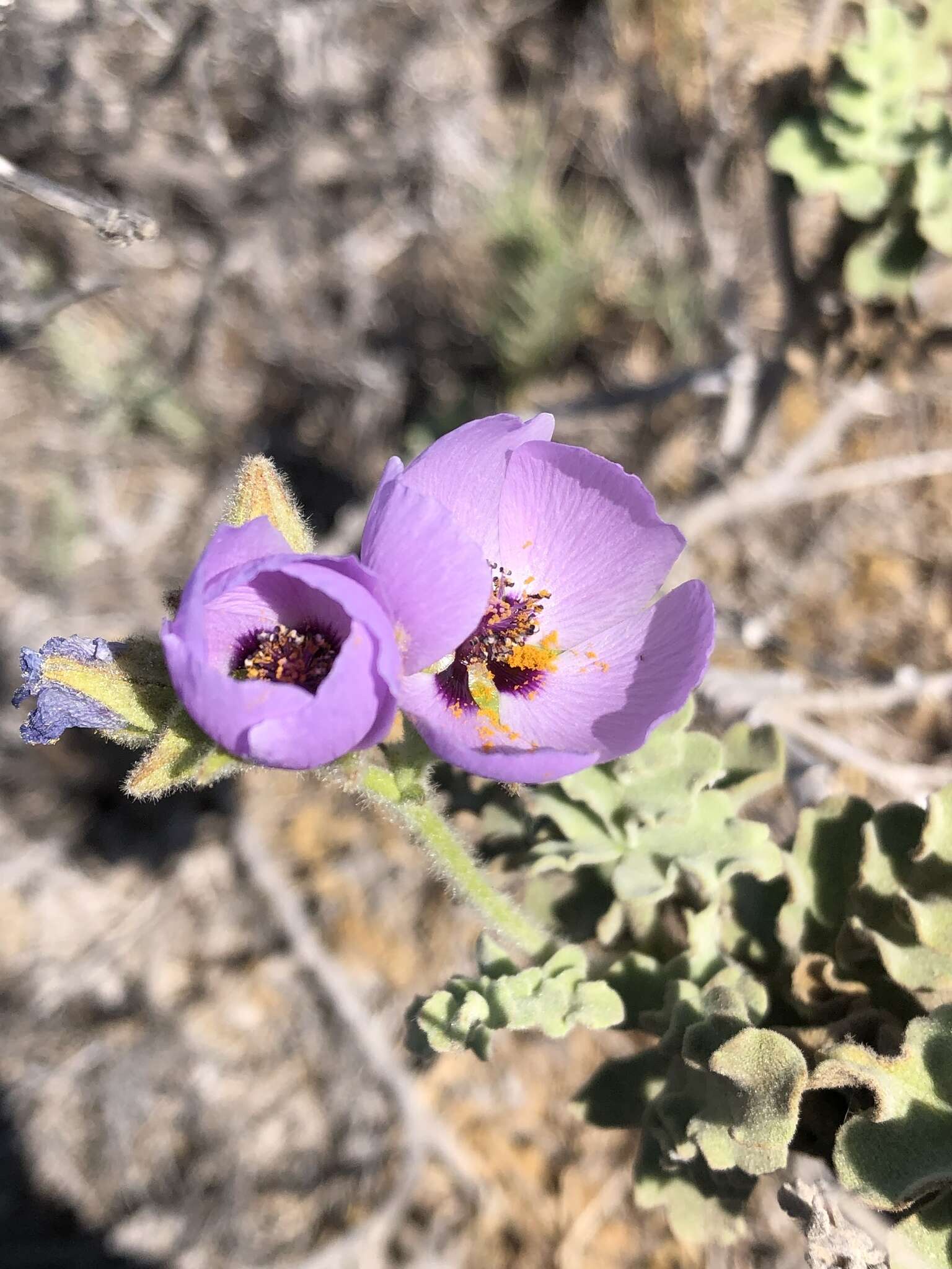 Image of Cristaria glaucophylla Cav.