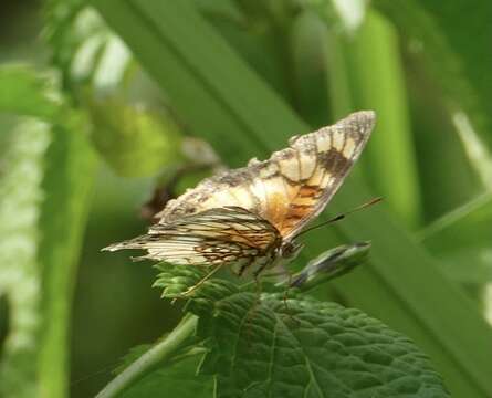 Image of <i>Junonia <i>sophia</i></i> sophia