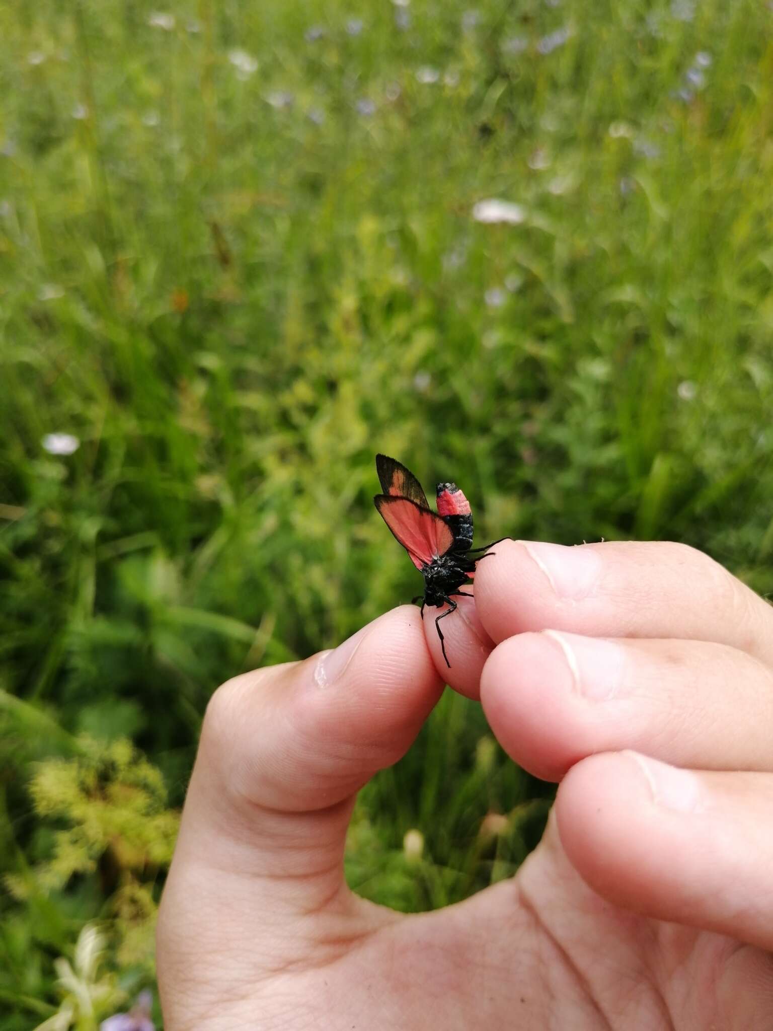 Plancia ëd Zygaena niphona Butler 1877