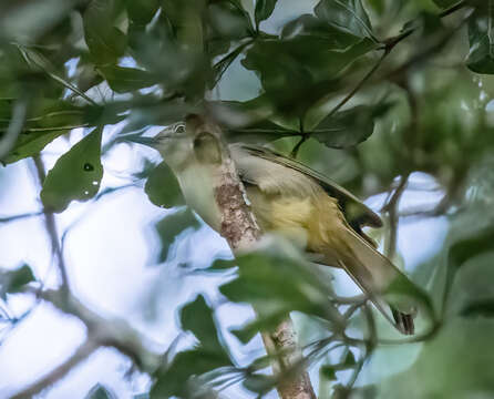 Arizelocichla masukuensis (Shelley 1897)的圖片